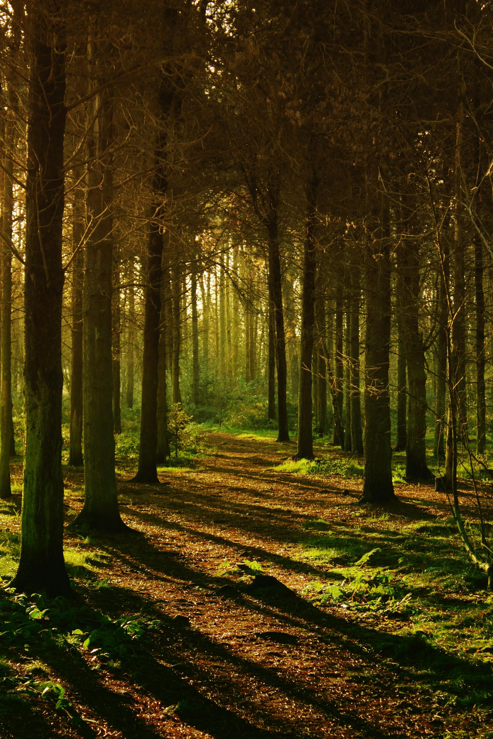 Empty Forest